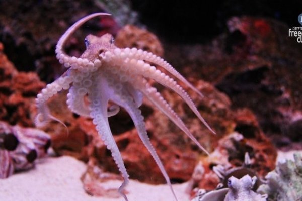 Kraken купить клад