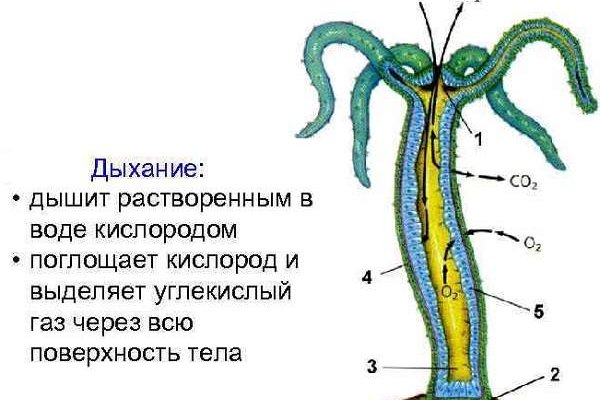 Что с кракеном сегодня сайт