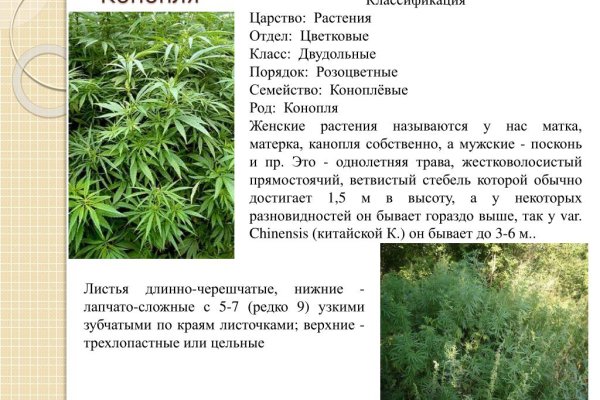 Сайт кракен что это такое