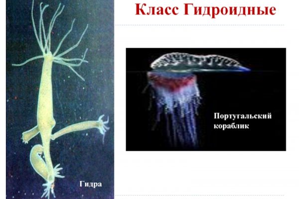 Kra29.cc