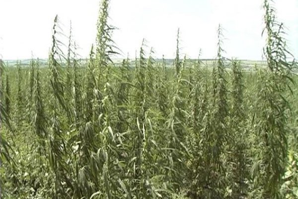 Кракен орг