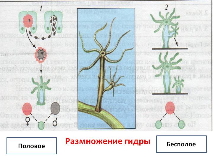 Кракен ссылка новая